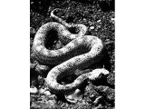 The crested asp or horned viper lies almost hidden in the sand. Its bite is deadly.